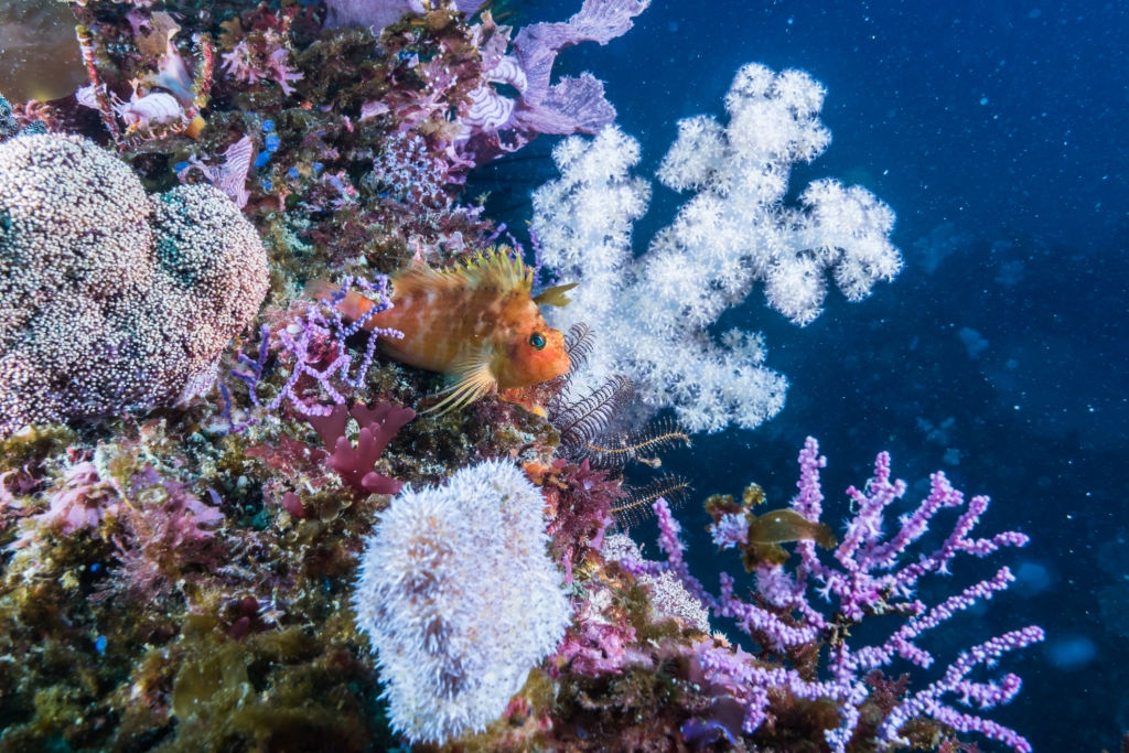 canlı mercanlar